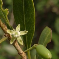 Erythroxylum monogynum Roxb.